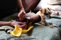 Beech Tree Puppets: The Crystal Ball. Sewing a Prince